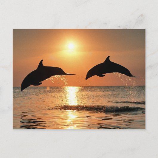 Carte Postale Dauphins romantiques (Devant)
