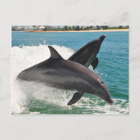Dauphins sauvages de Bottlenose Jumping Sanibel Ca