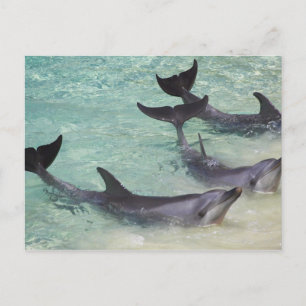 Carte Postale Dauphins, Sea World, Gold Coast, Queensland,
