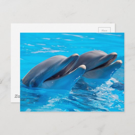 Carte Postale Dauphins souriants (Devant / Derrière)