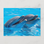 Carte Postale Dauphins souriants (Devant)