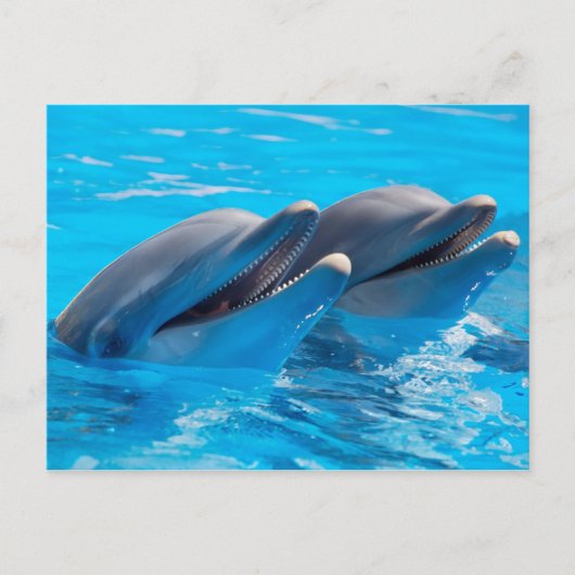 Carte Postale Dauphins souriants (Devant)