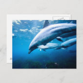 Carte Postale Dauphins sous-marins (Devant / Derrière)