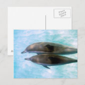 Carte Postale Dauphins spineurs | Oahu Hawaii (Devant / Derrière)