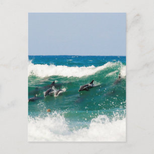 Carte Postale Dauphins surfeurs