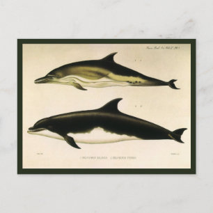 Carte Postale Dauphins vintages, animaux marins et mammifères