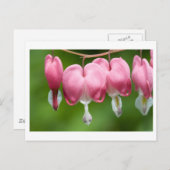 Carte Postale daurade (Devant / Derrière)