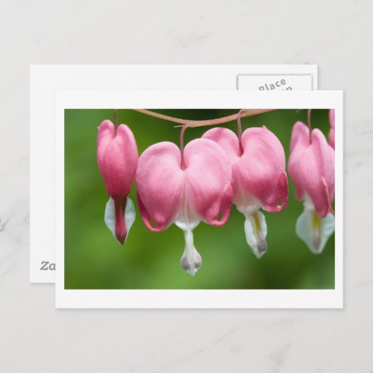 Carte Postale daurade (Devant / Derrière)