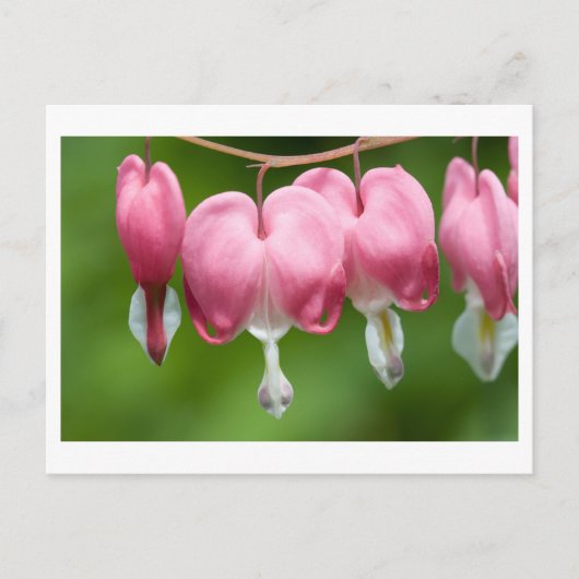 Carte Postale daurade (Devant)