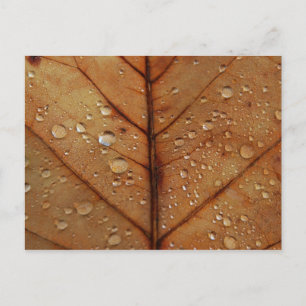 Carte postale d'automne