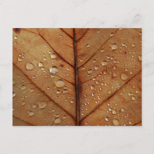 Carte postale d'automne (Devant)