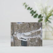 Carte Postale David sur la Piazza della Signoria, Florence (Debout devant)