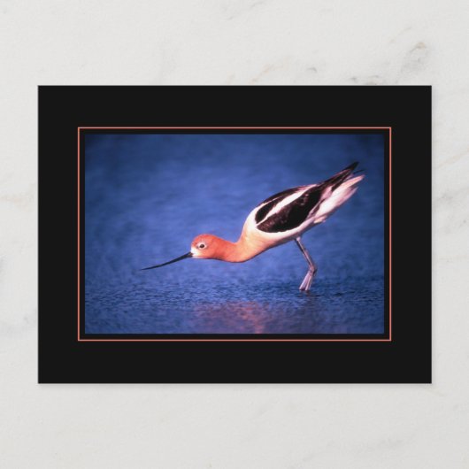 Carte postale d'Avocette d'Amérique (Devant)