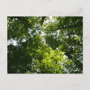 Carte Postale Dawn Redwood Canopy