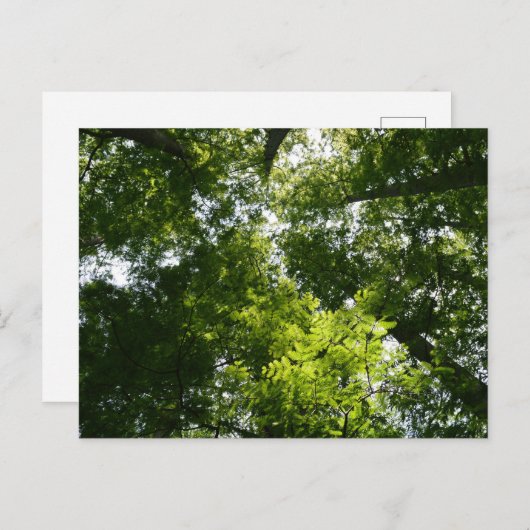 Carte Postale Dawn Redwood Canopy (Devant / Derrière)