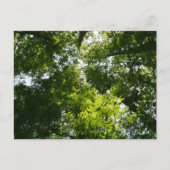 Carte Postale Dawn Redwood Canopy (Devant)