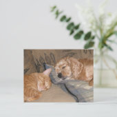 Carte Postale Dax et Chance Share (Debout devant)