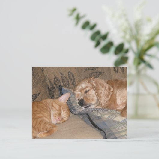 Carte Postale Dax et Chance Share (Debout devant)