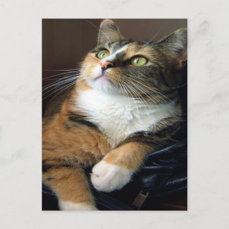 Carte postale Day Dreamer