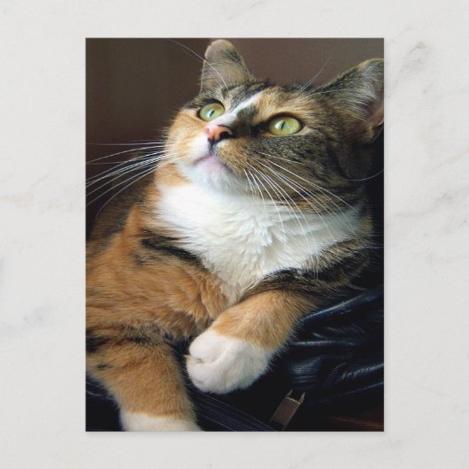 Carte postale Day Dreamer (Devant)