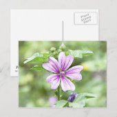 Carte Postale Daybreak - Fleur de Mallow (Devant / Derrière)