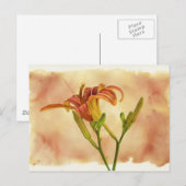 Carte Postale Daylilies - Hemerocallis (Devant / Derrière)