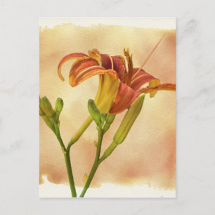 Carte Postale Daylilies - Hemerocallis