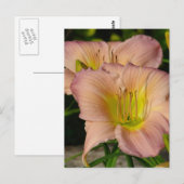 Carte Postale Daylilly (Devant / Derrière)