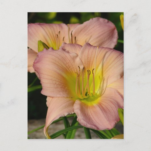 Carte Postale Daylilly (Devant)