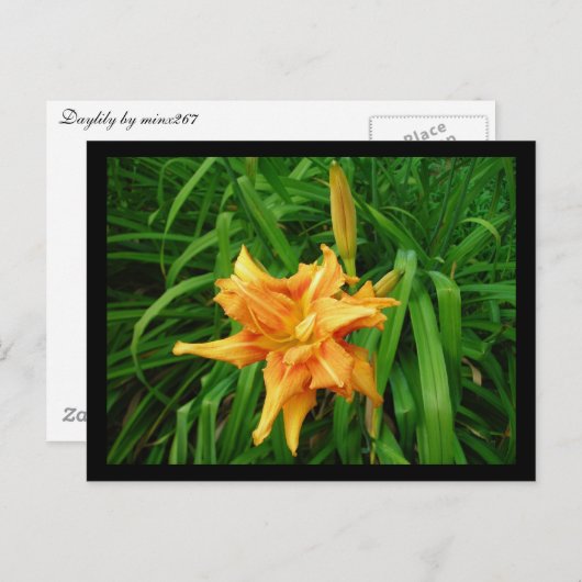 Carte Postale Daylily (Devant / Derrière)