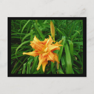 Carte Postale Daylily