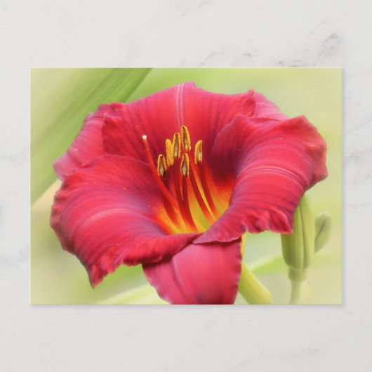 Carte Postale Daylily de Zinger (Devant)