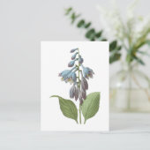 Carte Postale daylily (Hemerocallis caerulea) par Redouté (Debout devant)