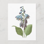 Carte Postale daylily (Hemerocallis caerulea) par Redouté (Devant)
