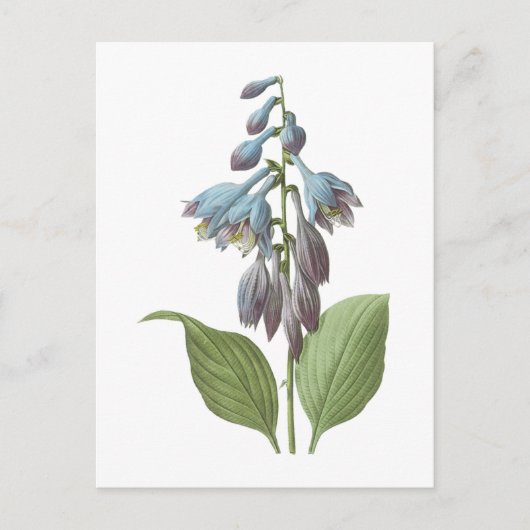 Carte Postale daylily (Hemerocallis caerulea) par Redouté (Devant)