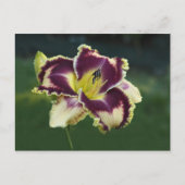 Carte Postale Dazzle Sud (Devant)