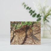 Carte postale DC- Funny Beaver (Debout devant)