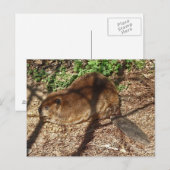 Carte postale DC- Funny Beaver (Devant / Derrière)