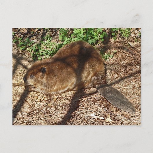 Carte postale DC- Funny Beaver (Devant)