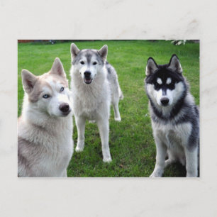 Carte Postale de