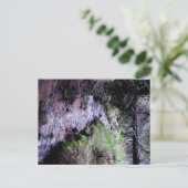 Carte postale de À feuillage persistant, Colorado (Debout devant)