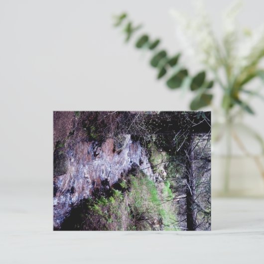 Carte postale de À feuillage persistant, Colorado (Debout devant)