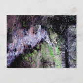 Carte postale de À feuillage persistant, Colorado (Devant)