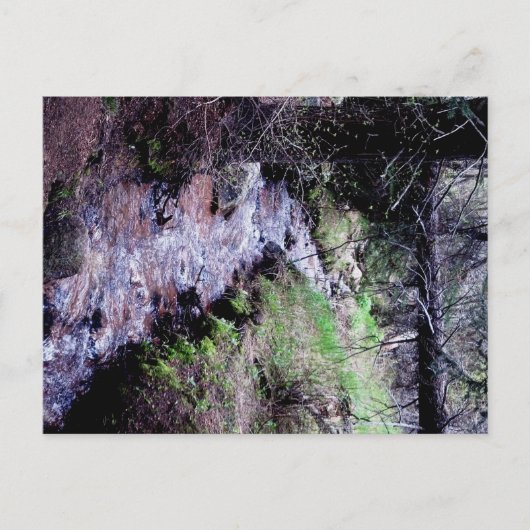 Carte postale de À feuillage persistant, Colorado (Devant)