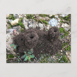 Carte postale de Ant Castle