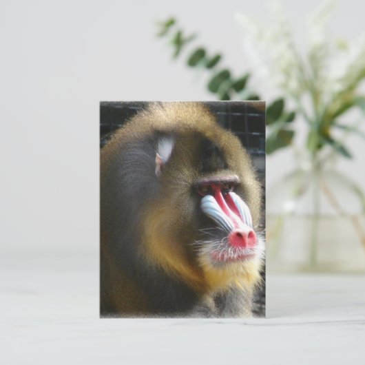 Carte postale de babouin (Debout devant)