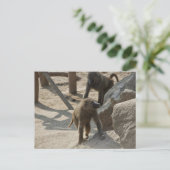 Carte postale de babouin (Debout devant)
