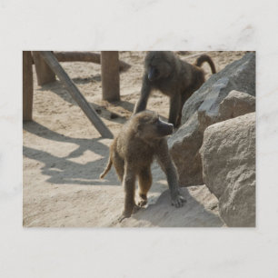 Carte postale de babouin