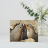 Carte postale de baiser de deux phoques (Debout devant)