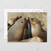 Carte postale de baiser de deux phoques (Devant / Derrière)